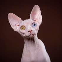 Эльф, бамбино, двэльф или сфинкс-станет Вашим любимчиком!, в Нижнем Новгороде