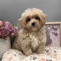 Maltipoo F - 1. Girl's small standard, в г.Бремен