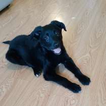 Храбрая малышка ищет дом, в Санкт-Петербурге