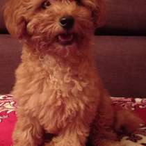 Той пудель, в г.Greiffenberg