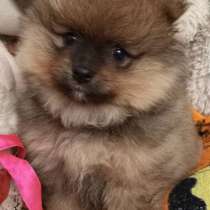 Pomeranian spitz. Orange - sable boy, в г.Гамбург