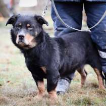 Совсем маленький пёс, но большой друг, в Санкт-Петербурге
