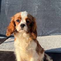 Кавалер кинг чарльз спаниель мальчик бленхейм, в Санкт-Петербурге
