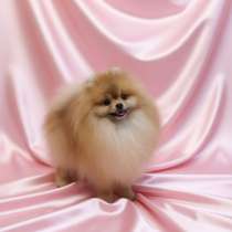 Красивый мальчик померанского шпица, в г.Ossendrecht