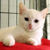 Беленький котёнок, в Санкт-Петербурге