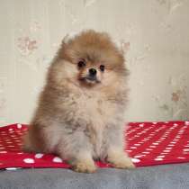 Померанский шпиц, в г.Аренсбург