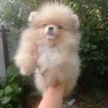 Померанский шпиц, в г.Берлин