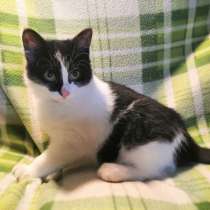 Котятки с шелковой шерсткой, в Санкт-Петербурге