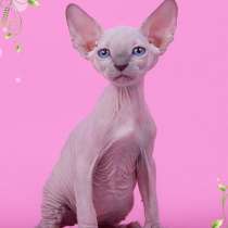 Эльф, Двэльф, бамбино, сфинкс, белые разноглаз от питомника, в Екатеринбурге