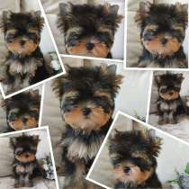 Щенки Йоркширского терьера. Девочка - красотка, в Москве