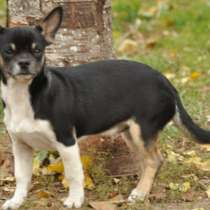 Чихуахуа. Стандарт, в г.Hilgert