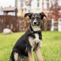 Нежная и ласковая Дуся, 4 месяца!, в Москве