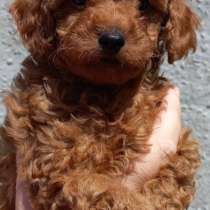 Той пудель, в г.Busdorf