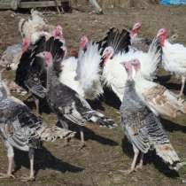 Индюшата бронзовые, в Санкт-Петербурге