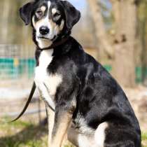 Статная, роскошная и великолепная собака ищет дом, в Санкт-Петербурге