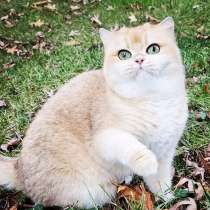 GOLDEN BRITISH FEMALE BRI NY12, в г.Стамбул