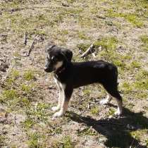 Маленький умный щенок, в Санкт-Петербурге