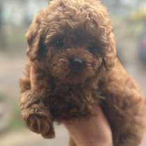 Пудель той. Red, в г.Франкенберг