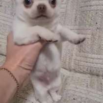 Chihuahua. White boy, в г.Швайх