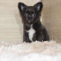 Чихуахуа. Dark blue. Girl, в г.Botersen