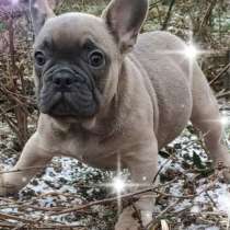 Французский бульдог. Blue fawn, в г.Марсель