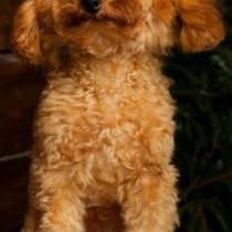 Той пудель, в г.Берлин