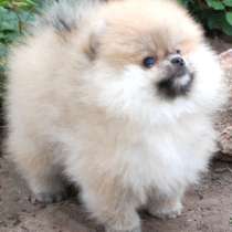 Померанский шпиц, в г.Стамбул