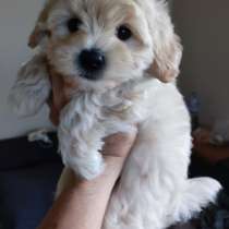 Мальтипу. F - 1, в г.Грюнберг