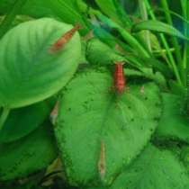 КРЕВЕТКИ, в г.Кобленц