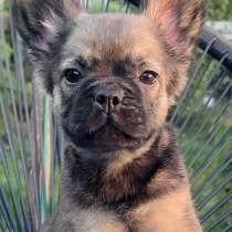 Французский бульдог. Flaffi, в г.Берлин