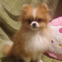 Pomeranian spitz. Micro girl, в г.Штольберг