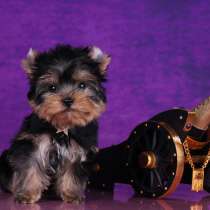 Мальчик Йорк. Мелкий стандарт, беби-фейс, в Москве