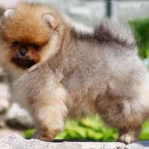 Померанский шпиц. Мишка, в г.Стамбул