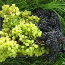 Продаются саженцы винограда, в Омске