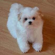 Мальтезе. Мини, в г.Гамбург