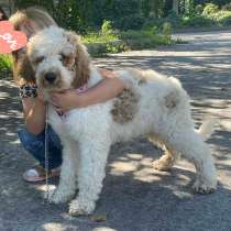 Royal poodle, в г.Бремен