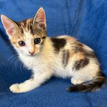 Маленькие котята-пушиночки ищут дом, в Санкт-Петербурге