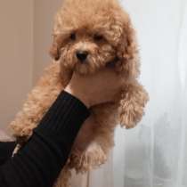 Poodle. Apricot girl, в г.Оттерндорф