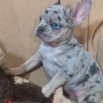 Французский бульдог. Merle. Blue eyes, в г.Гамбург