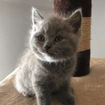 Британские котята, в г.Вольфсбург