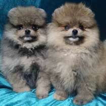 Померанский шпиц, в г.Bad Kleinen