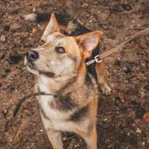 Пёс с янтарными глазами, в Санкт-Петербурге