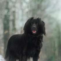 Изумительной красоты и воспитания пес, в Санкт-Петербурге