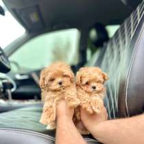 Мальтипу F1, в г.Стамбул