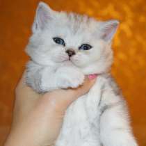 Британские и шотландские котята на продажу, в Москве