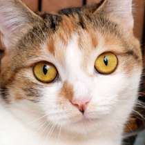 Кошечка Веснушка, в Москве