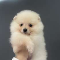 Щенок шпица, в г.Бремен