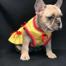 Французский бульдог, в Москве