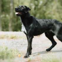 Молодой и красивый пес, метис Ризеншнауцера, в Санкт-Петербурге