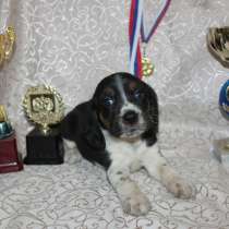 Щенки Бигля, в Симферополе